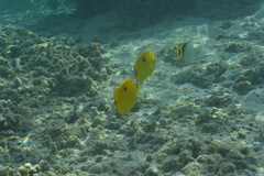 Chaetodon interruptus