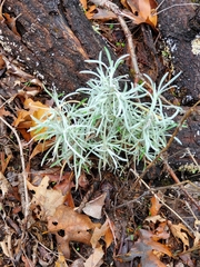 Pseudognaphalium beneolens