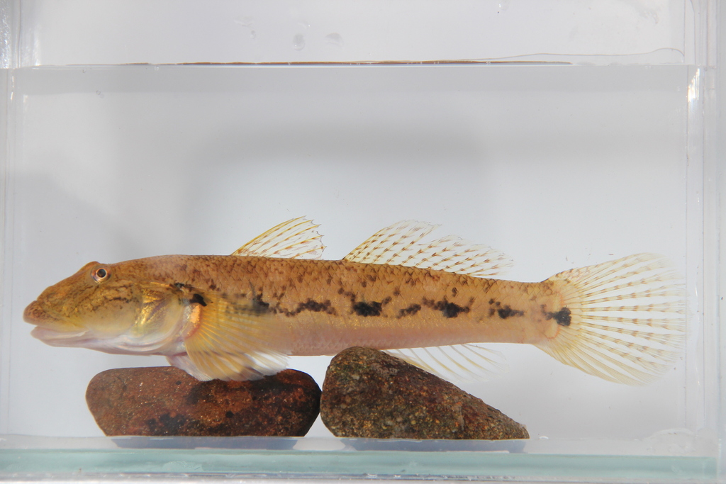 Roman Nose Goby