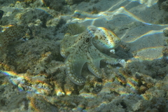 Octopus