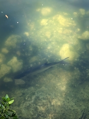 Megalops atlanticus