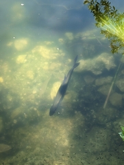 Megalops atlanticus