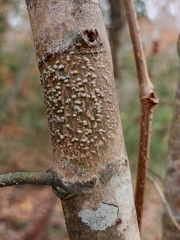 Pyrenula leucostoma