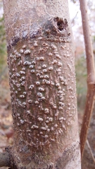 Pyrenula leucostoma