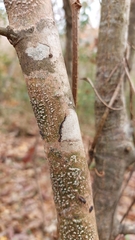 Pyrenula leucostoma