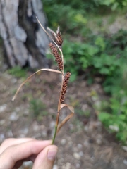 Carex flacca serrulata