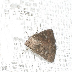 Condica illecta
