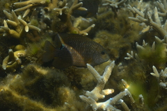 Stegastes punctatus