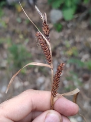 Carex flacca serrulata