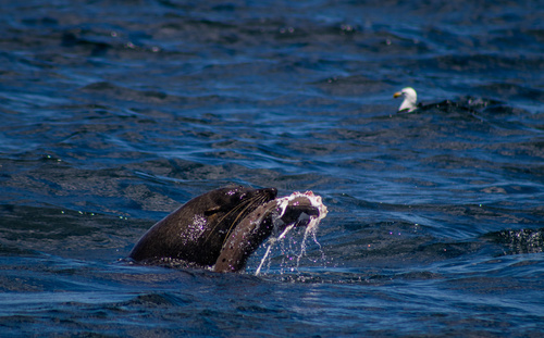 Cape Fur Seal