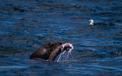 Arctocephalus pusillus pusillus