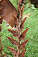 Heliconia vellerigera image