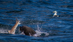 Arctocephalus pusillus pusillus