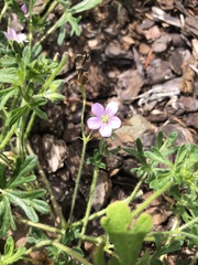 Geranium solanderi