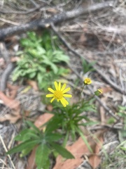 Senecio madagascariensis