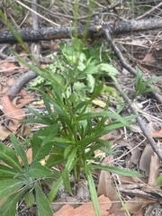 Senecio madagascariensis