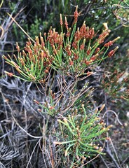 Allocasuarina pusilla