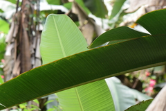 Heliconia vellerigera