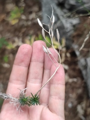 Draba cuspidata