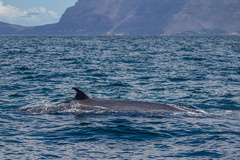 Balaenoptera edeni brydei