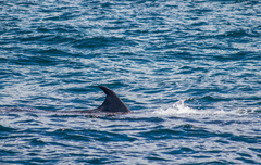 Balaenoptera edeni brydei