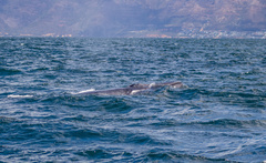 Balaenoptera edeni brydei