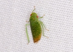 Rugosana querci