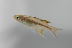 Pseudomugil signifer