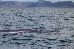 Balaenoptera edeni brydei