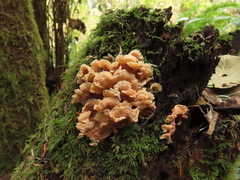 Merulius tremellosus
