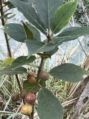 Ficus erecta