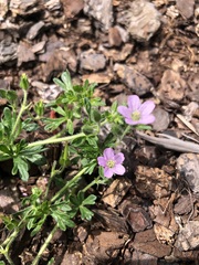Geranium solanderi