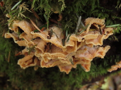 Merulius tremellosus