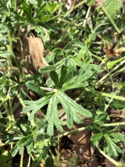 Geranium solanderi