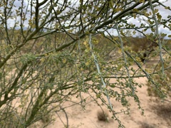 Parkinsonia florida