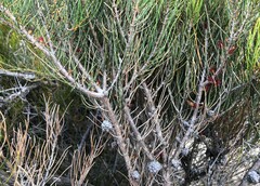 Allocasuarina pusilla