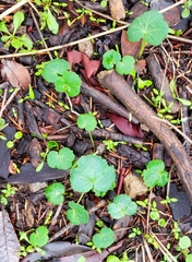 Sanicula crassicaulis