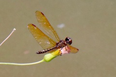 Perithemis