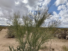 Parkinsonia florida