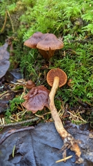 Dermocybe
