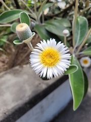 Pachystegia insignis