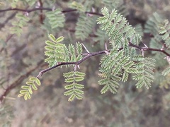 Vachellia constricta