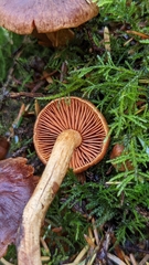 Dermocybe