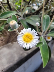 Pachystegia insignis