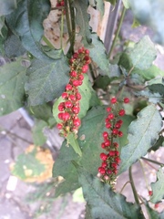 Rivina humilis