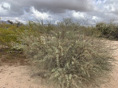 Vachellia constricta