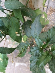 Rivina humilis