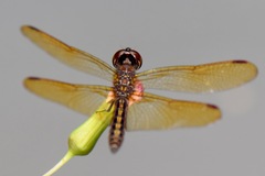 Perithemis