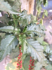 Rivina humilis