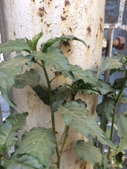 Rivina humilis